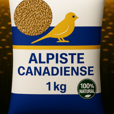Alpiste Canadiense